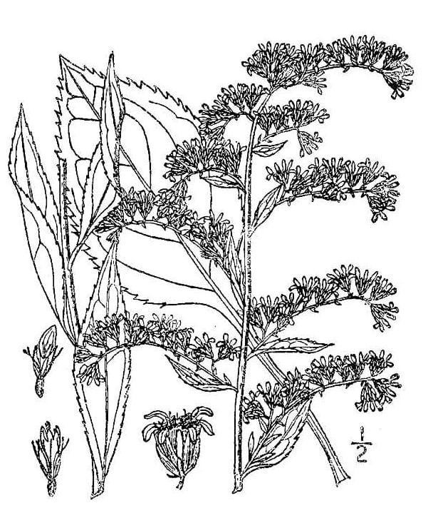 Atlantic goldenrod (Solidago arguta)
