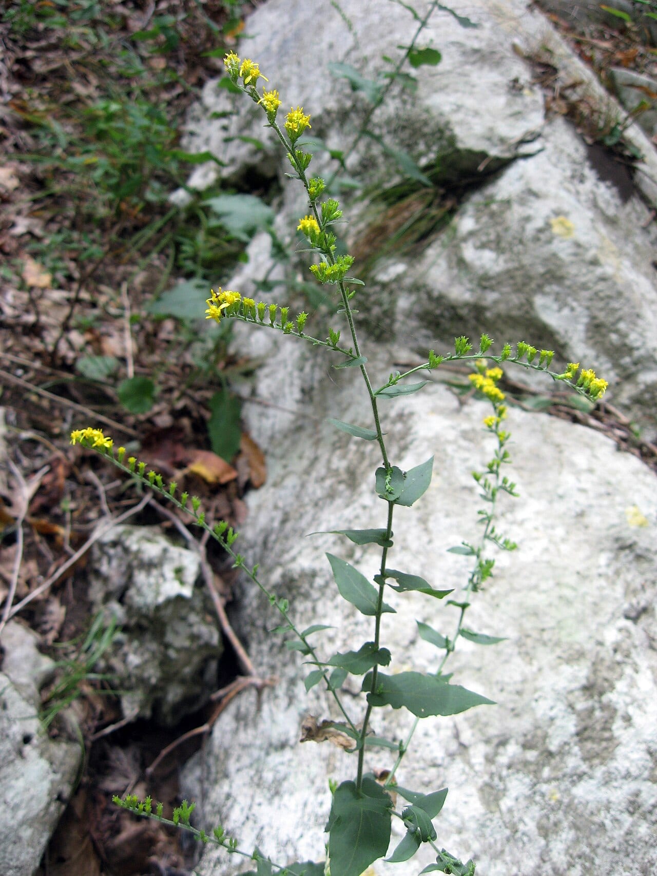 Eared goldenrod (Solidago auriculata)