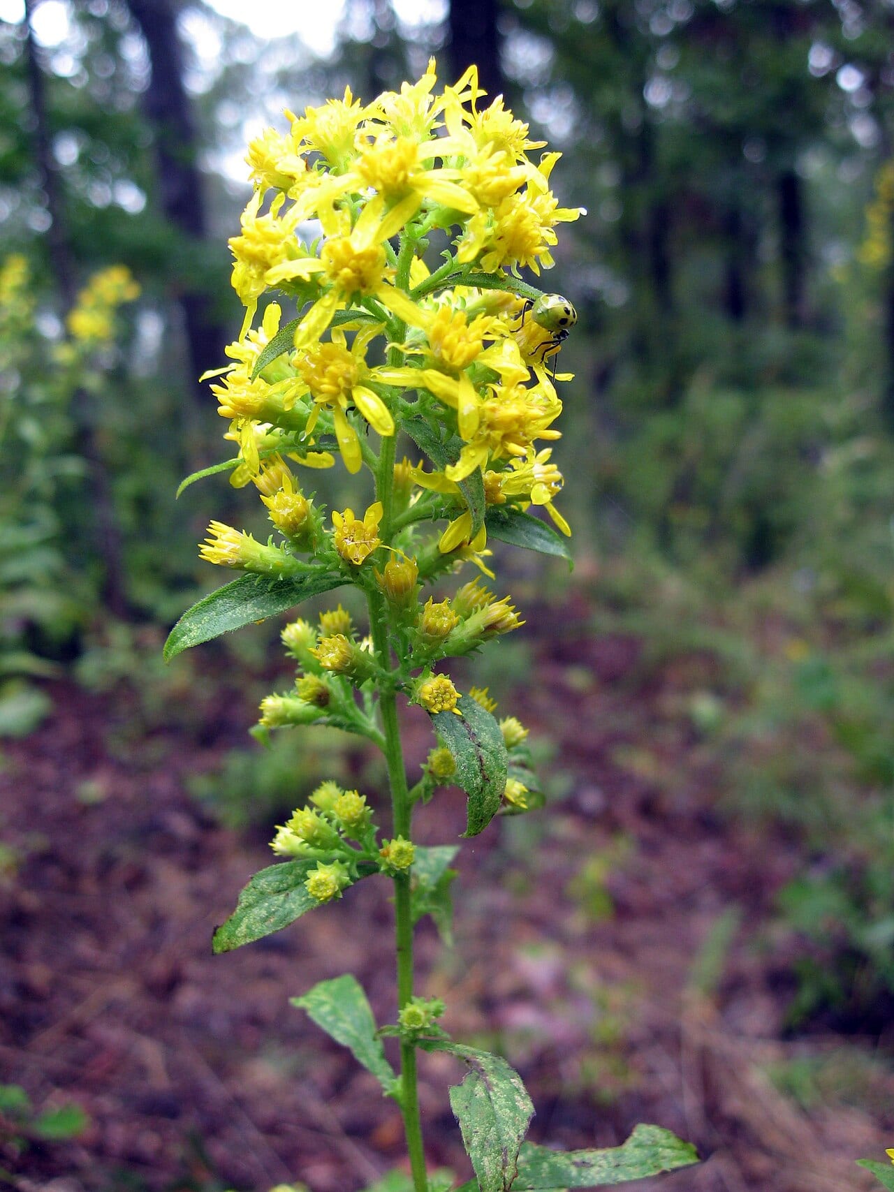 Buckley's goldenrod (Solidago buckleyi)
