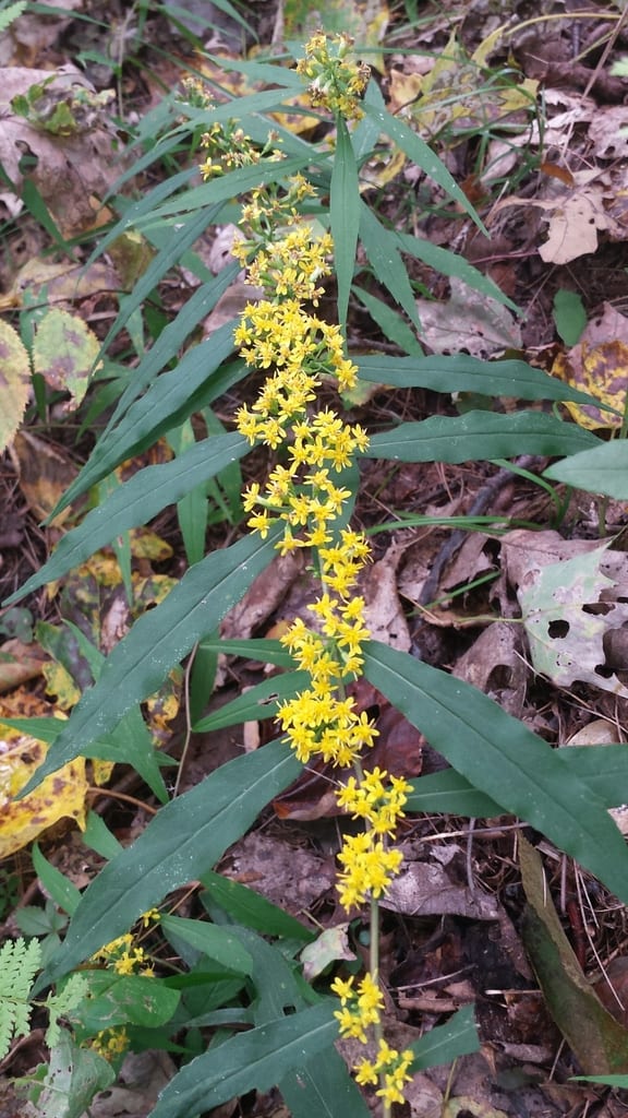 Lowland goldenrod (Solidago caesia var. zedia)
