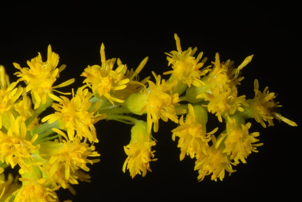 Shorthair goldenrod (Solidago canadensis var. gilvocanescens)