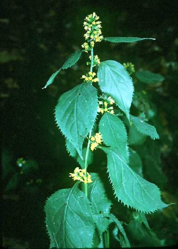 Zigzag goldenrod (Solidago flexicaulis)