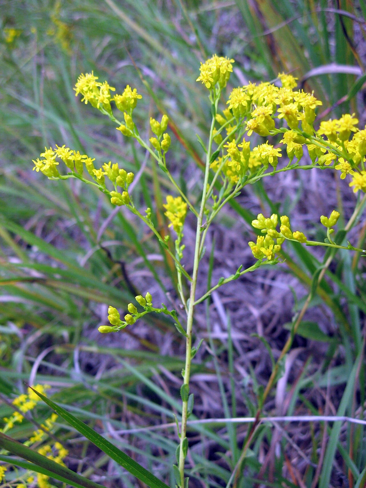 Gattinger's goldenrod (Solidago gattingeri)
