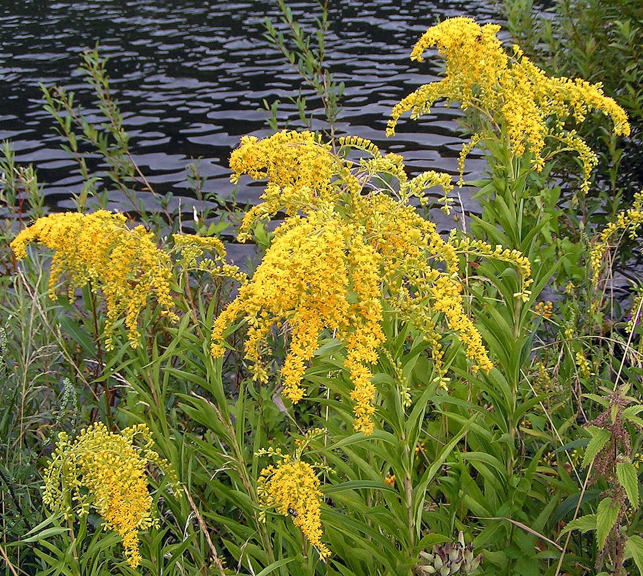Giant goldenrod (Solidago gigantea)