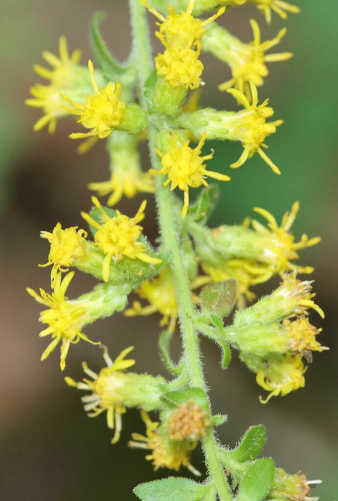 Hairy goldenrod (Solidago hispida var. hispida)