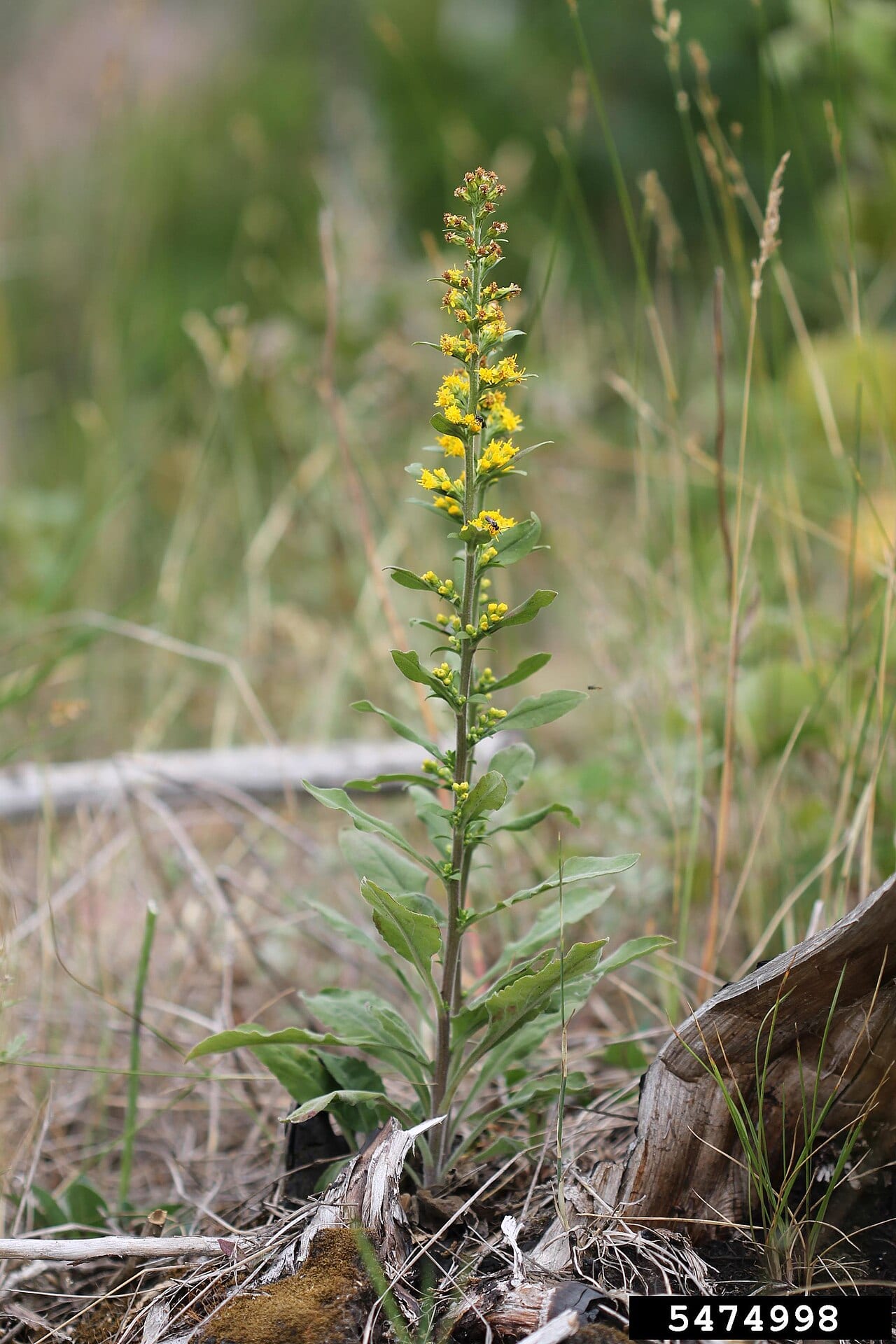 Hairy goldenrod (Solidago hispida)