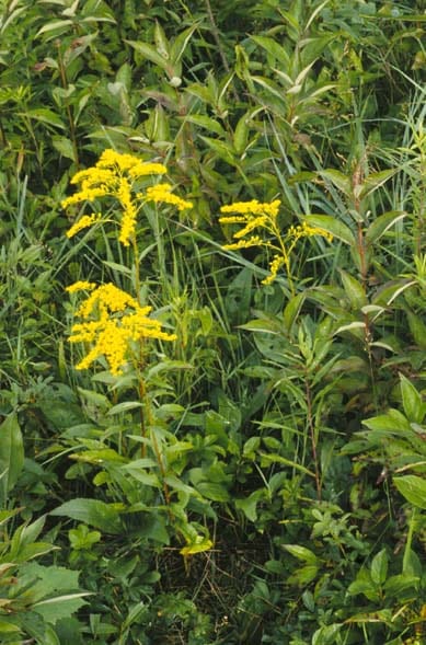 Early goldenrod (Solidago juncea)