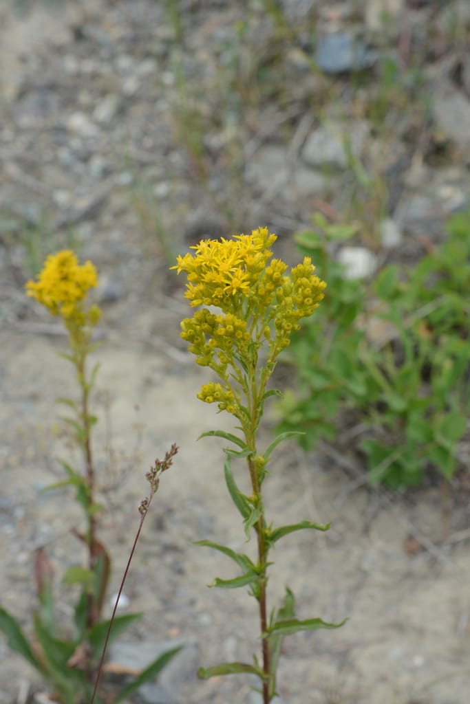 Missouri goldenrod (Solidago missouriensis var. fasciculata)