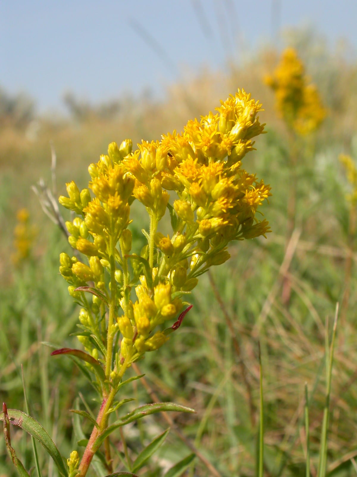 Missouri goldenrod (Solidago missouriensis)
