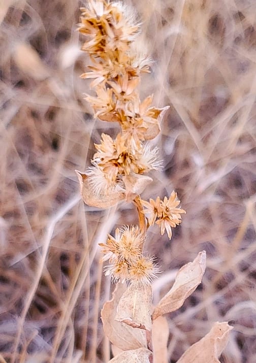 Ashly goldenrod (Solidago mollis var. mollis)