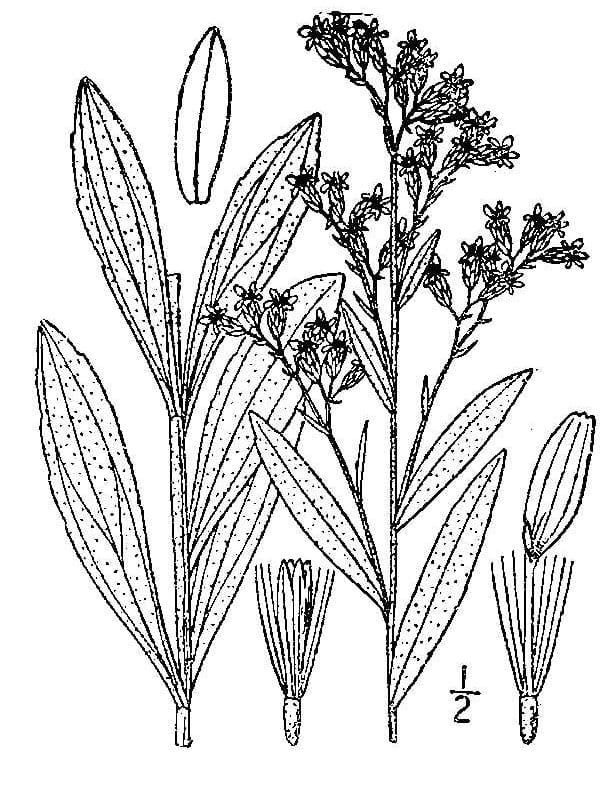 Velvety goldenrod (Solidago mollis)