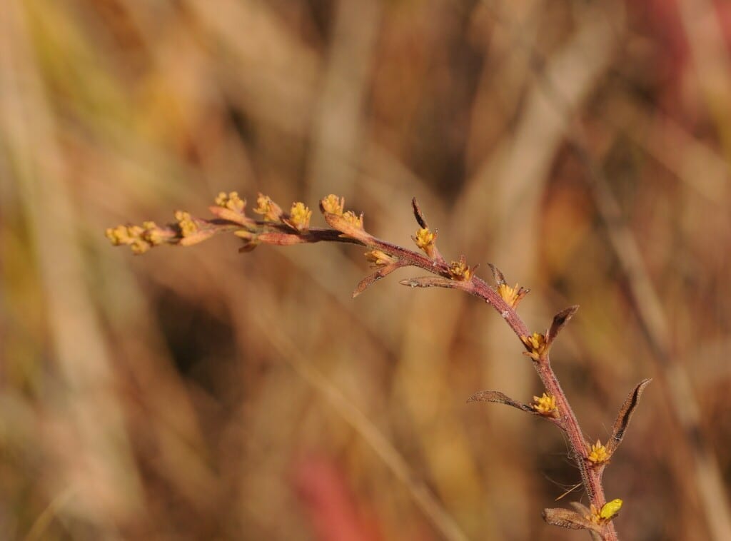 Gray goldenrod (Solidago nemoralis var. longipetiolata)