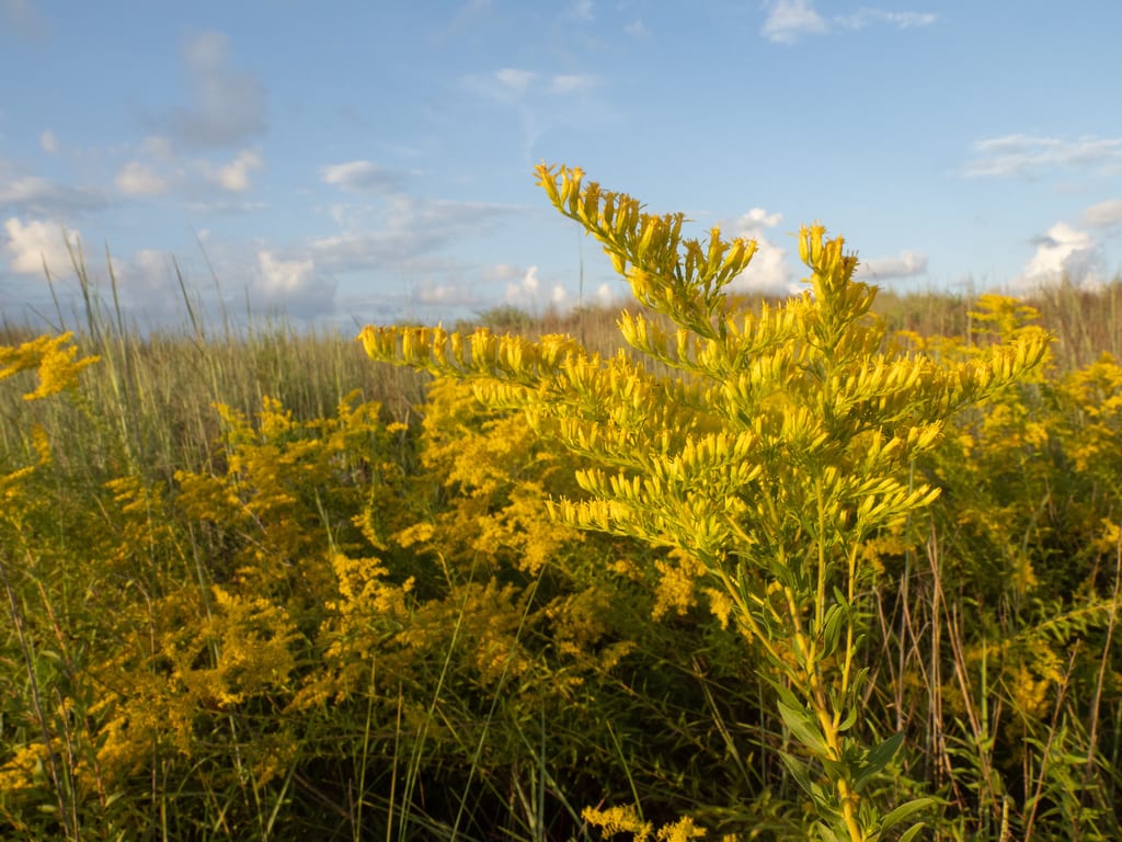 Anisescented goldenrod (Solidago odora var. odora)