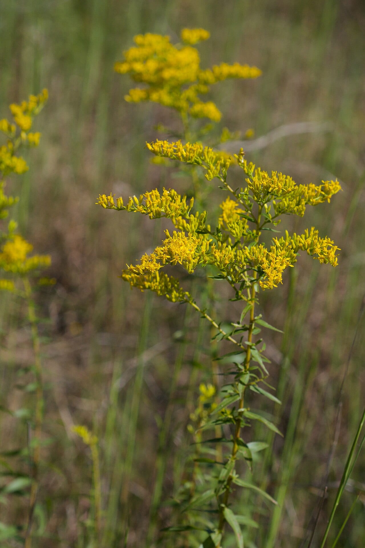 Anisescented goldenrod (Solidago odora)