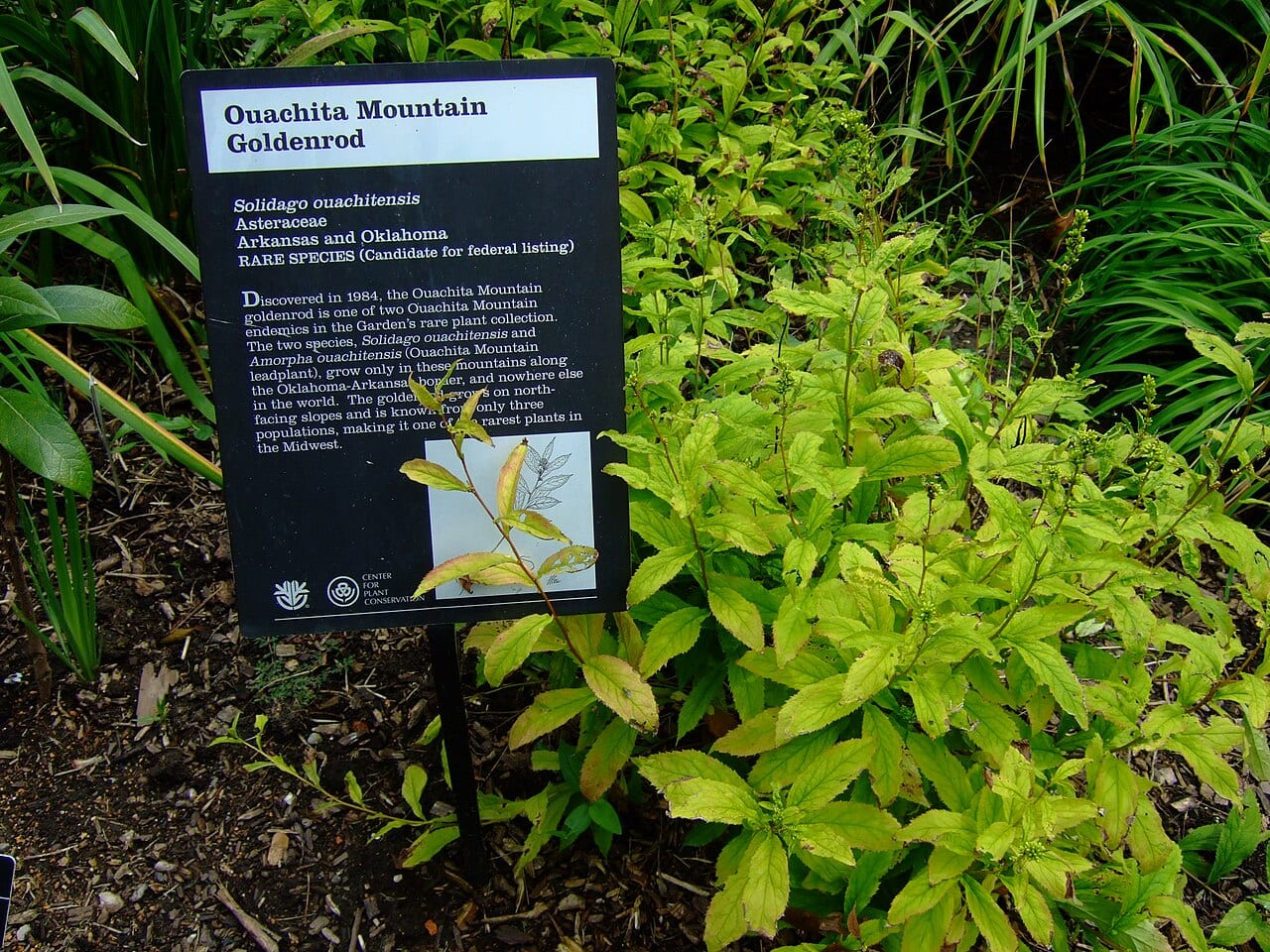Ouachita mountain goldenrod (Solidago ouachitensis)