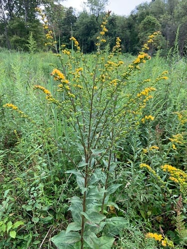 Rough-leaved goldenrod (Solidago patula var. patula)