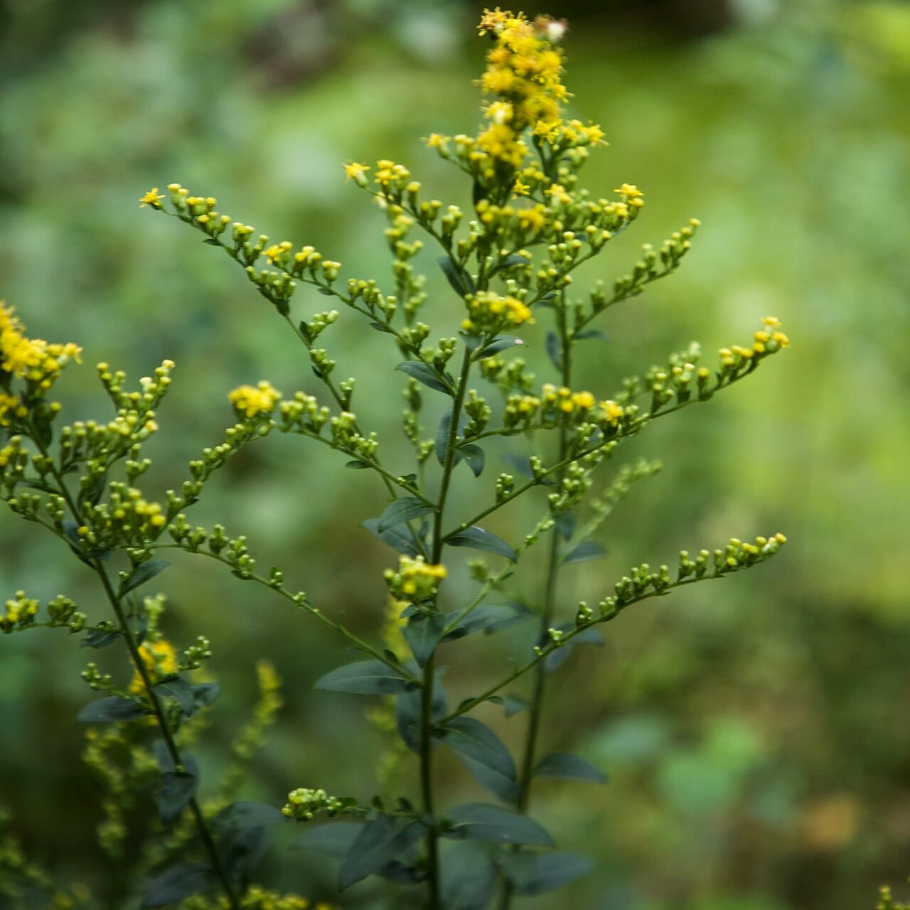 Roundleaf goldenrod (Solidago patula)