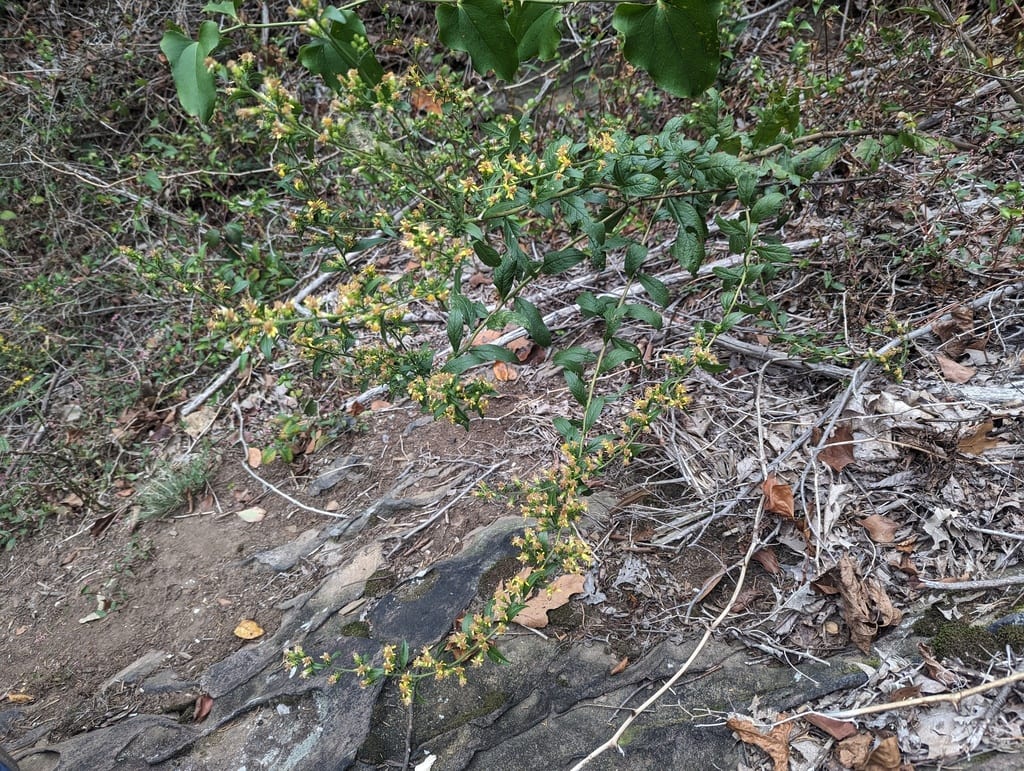 Downy ragged goldenrod (Solidago petiolaris var. angusta)