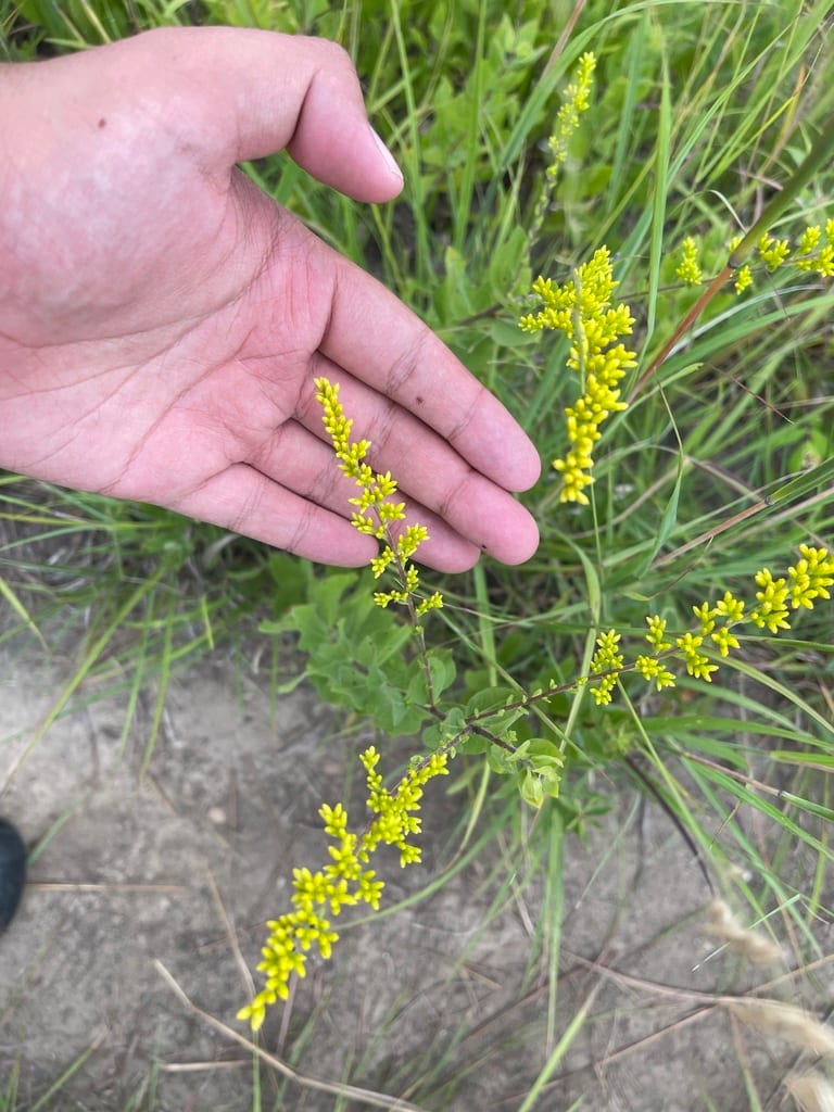 Western rough goldenrod (Solidago radula var. radula)