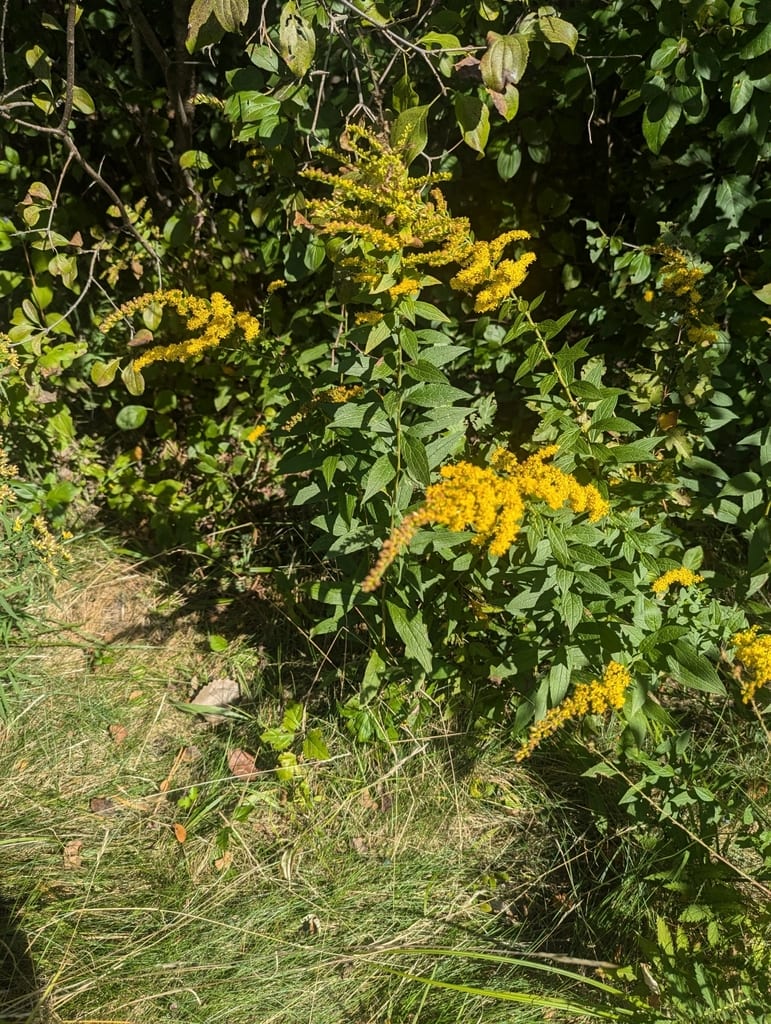 Wrinkleleaf goldenrod (Solidago rugosa ssp. rugosa)