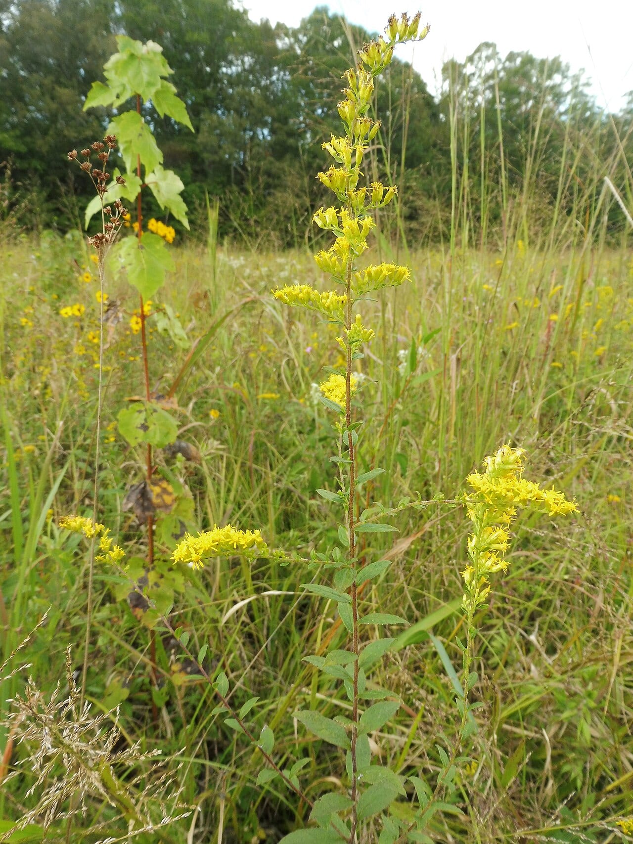 Wrinkleleaf goldenrod (Solidago rugosa)