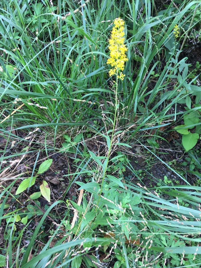 Showy goldenrod (Solidago speciosa var. rigidiuscula)
