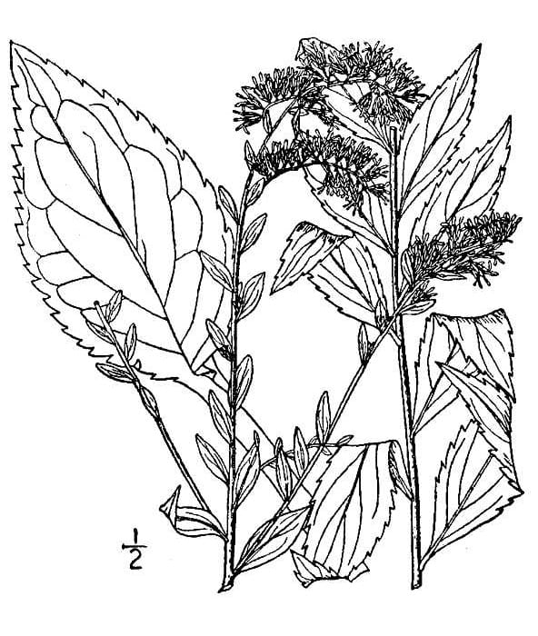Elmleaf goldenrod (Solidago ulmifolia)