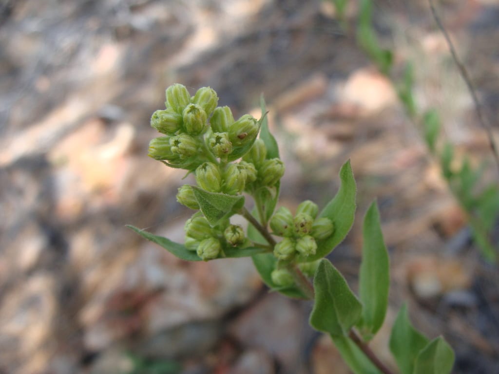 Wright's goldenrod (Solidago wrightii var. adenophora)