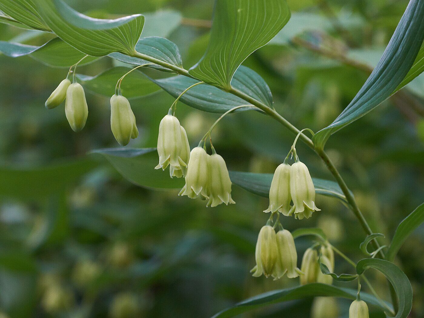 Solomon's Seal (Polygonatum biflorum) &mdash; arching unbranched stem with pendant pairs of greenish-white bell flowers
