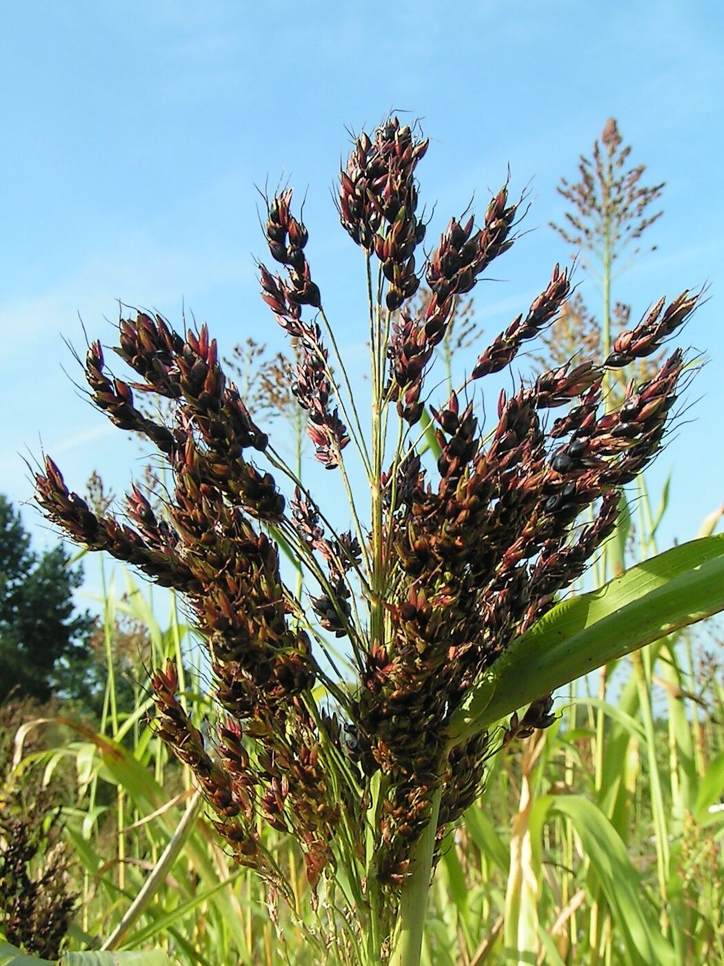 Sorghum (Sorghum bicolor) &mdash; tall corn-like stalks with terminal grain panicles