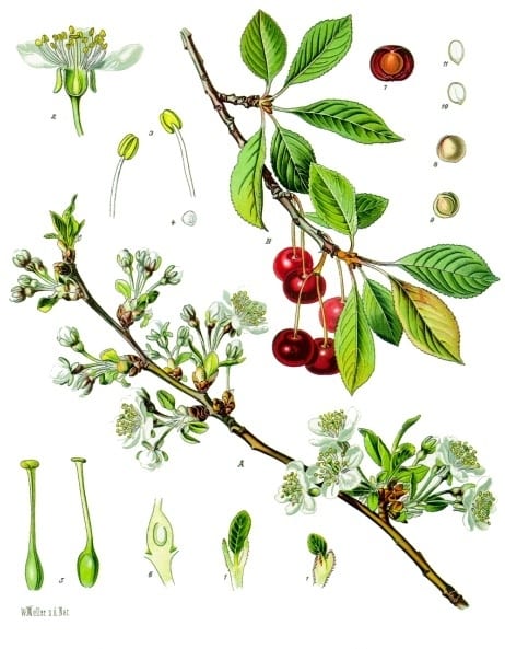 Sour Cherry (Prunus cerasus)