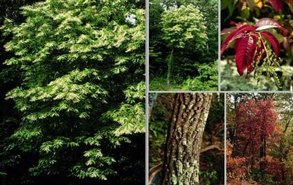 Sourwood (Oxydendrum arboreum)