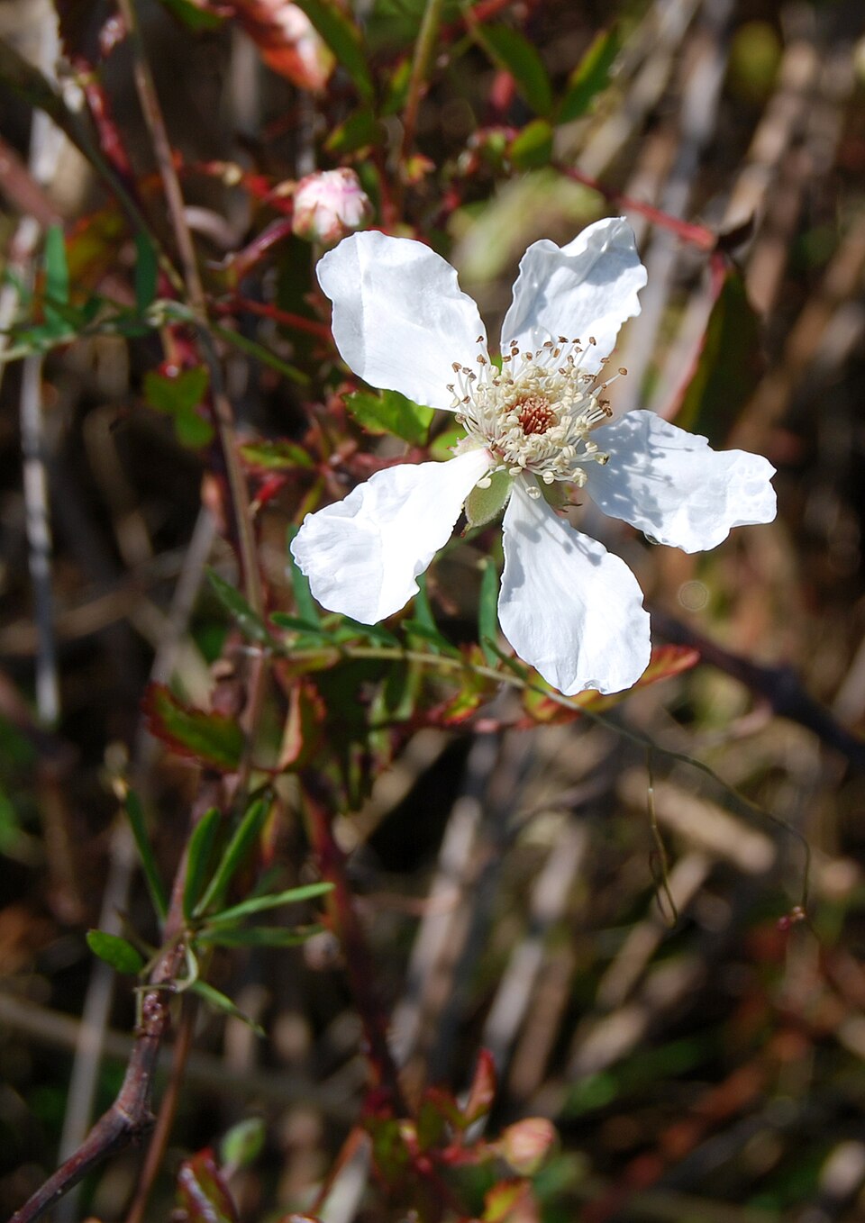 Southern Dewberry (Rubus trivialis) — glossy black ripe fruit among prickly trailing reddish canes and compound leaves