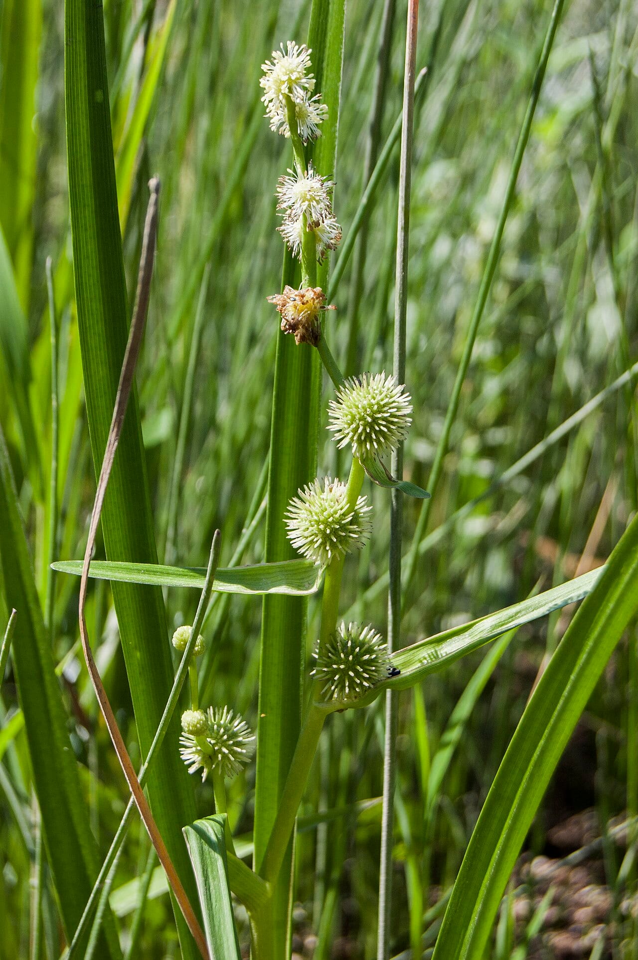 American bur-reed (Sparganium americanum)