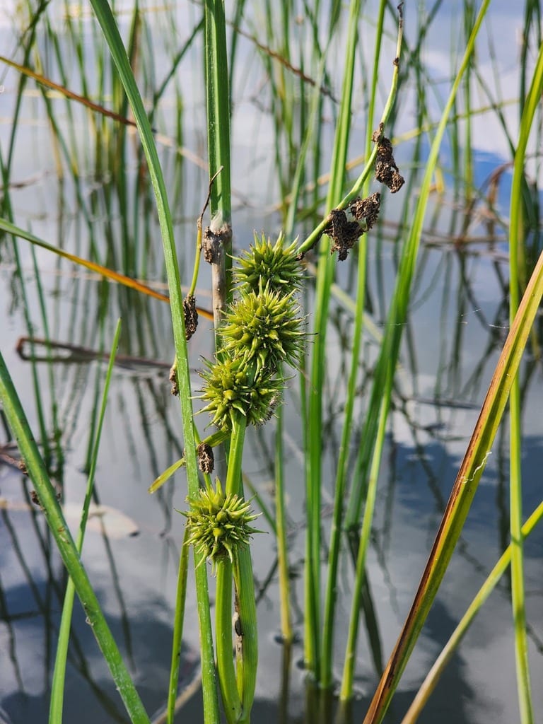 Branched bur-reed (Sparganium androcladum)