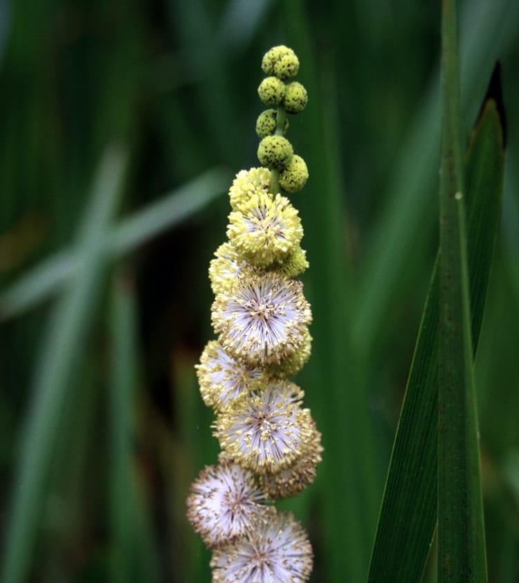 Broadfruit bur-reed (Sparganium eurycarpum)