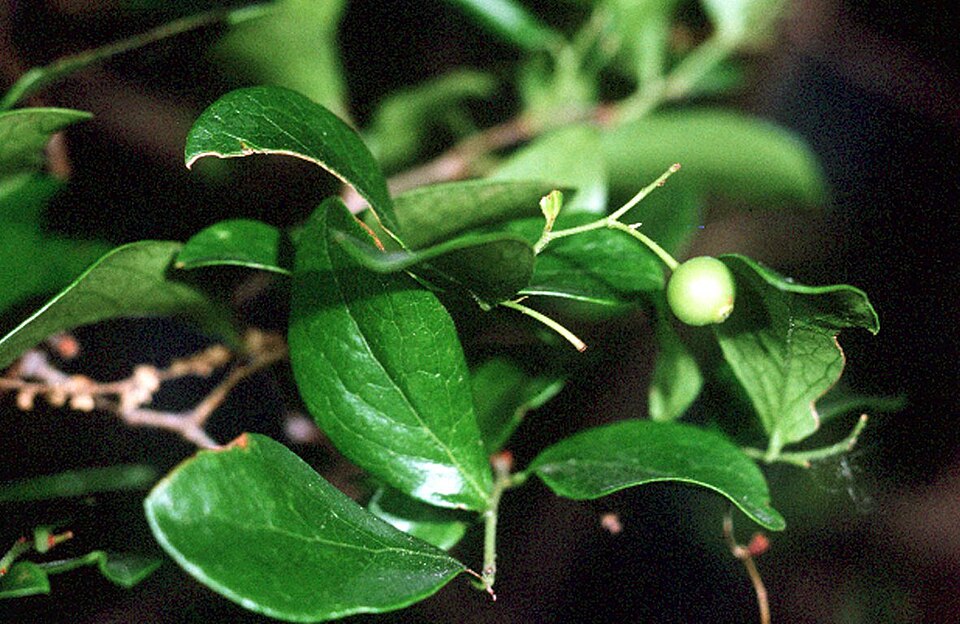 Sparkleberry (Vaccinium arboreum) — peeling cinnamon bark, glossy leaves, and black berries on a small tree in oak woodland