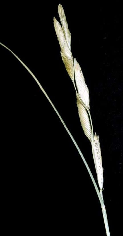 Alkali cordgrass (Spartina gracilis)