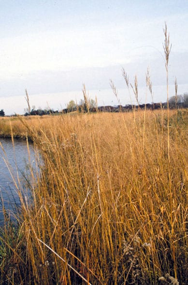 Prairie cordgrass (Spartina pectinata)