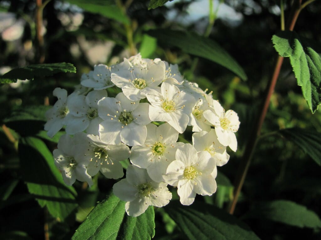Spirea (Spiraea × billiardii)