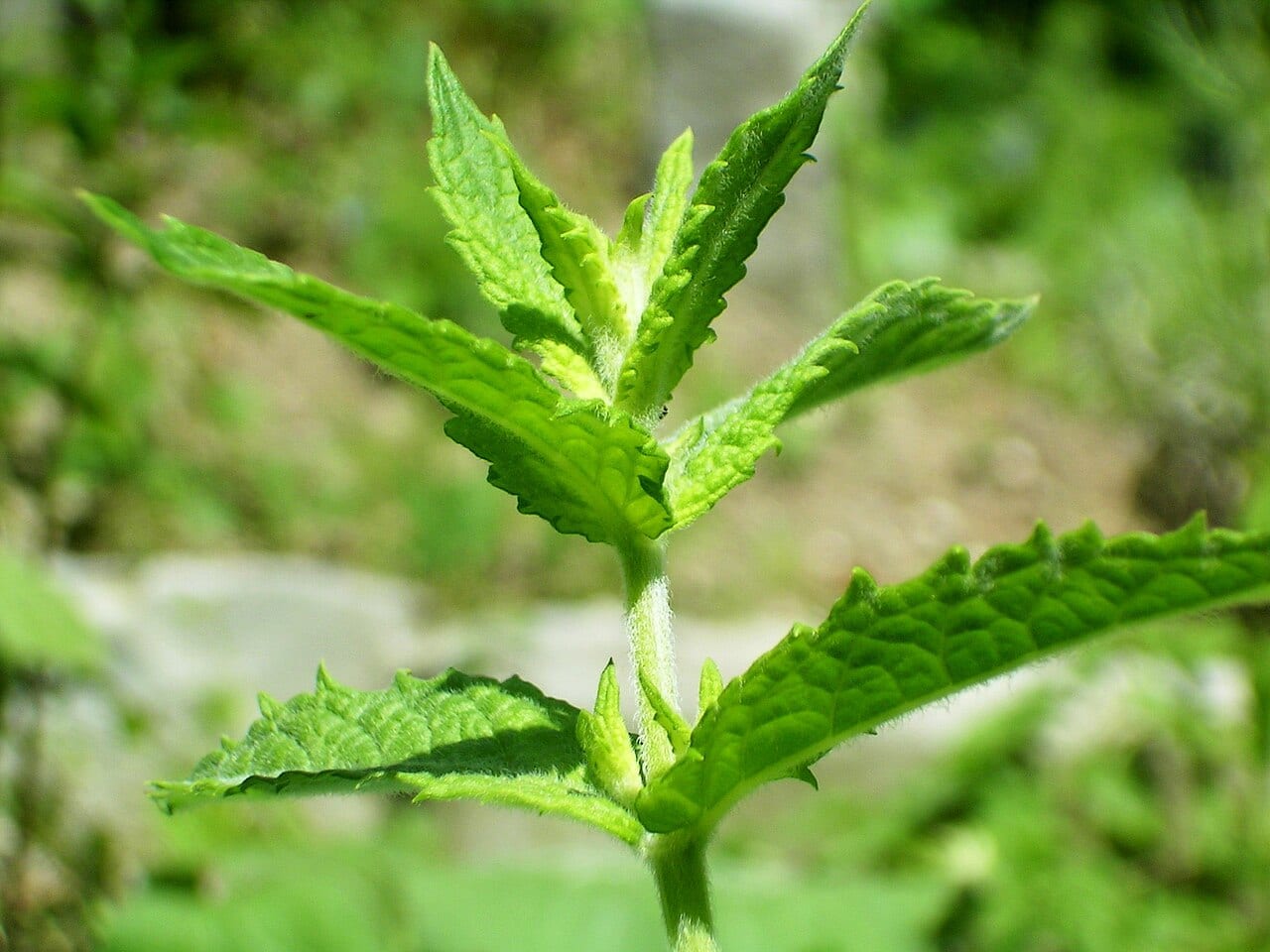 Spearmint (Mentha spicata)