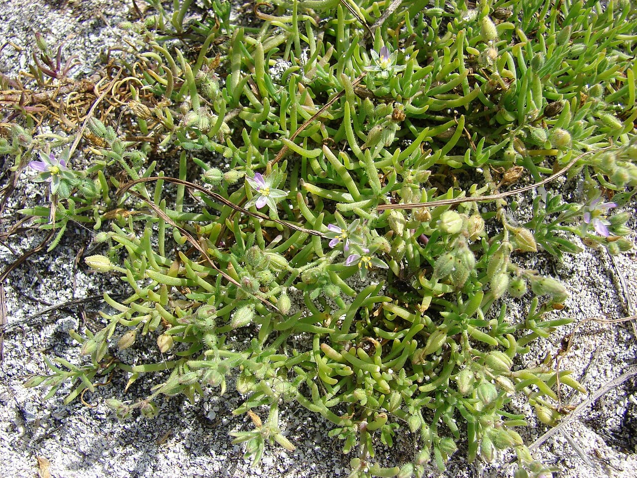 Salt sandspurry (Spergularia salina)