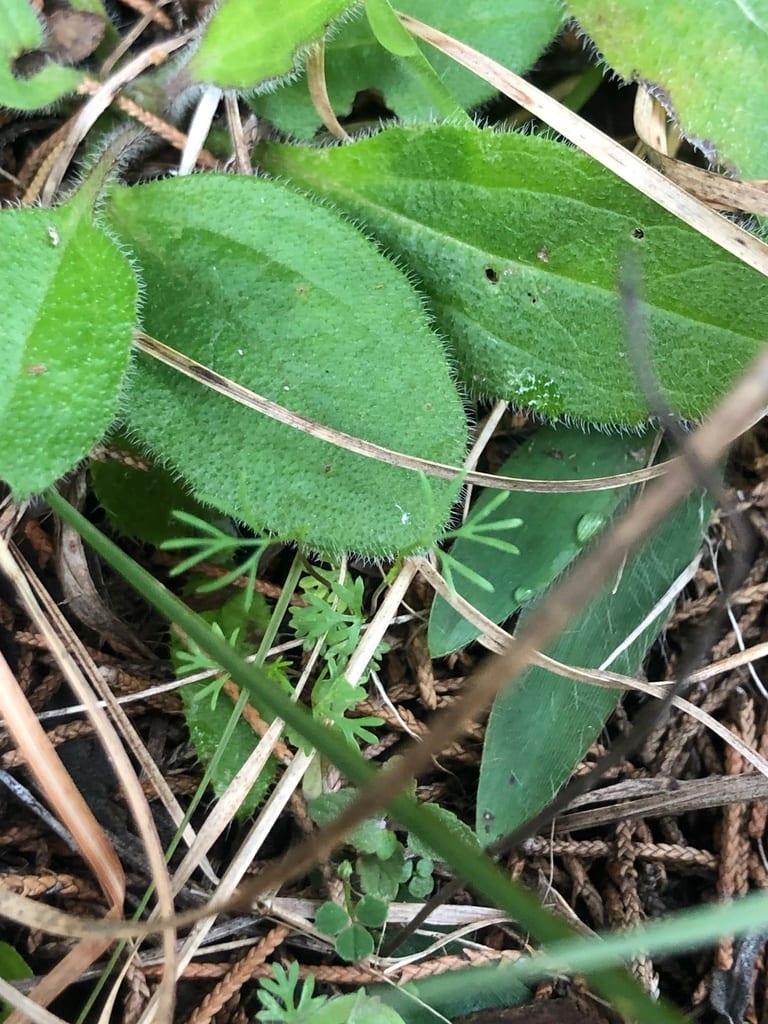 Red river scaleseed (Spermolepis inermis)