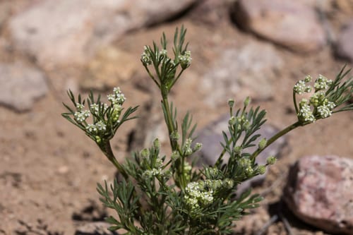 Western bristly scaleseed (Spermolepis lateriflora)