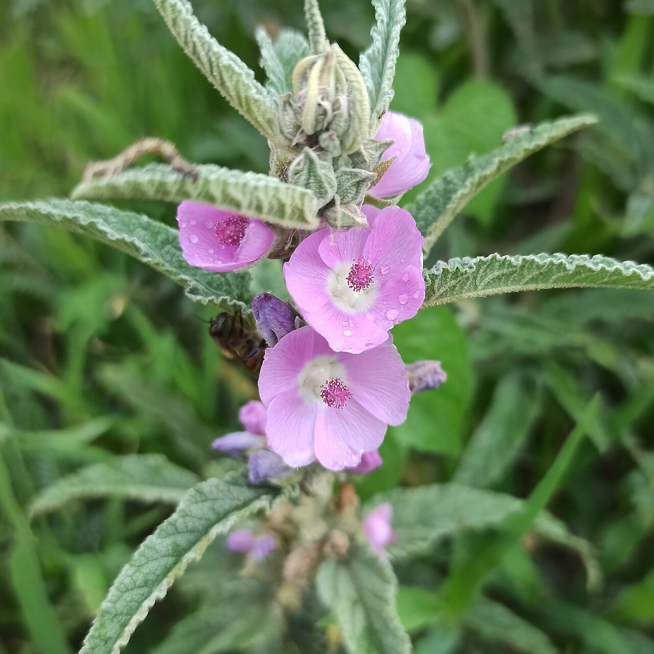 Narrowleaf globemallow (Sphaeralcea angustifolia)