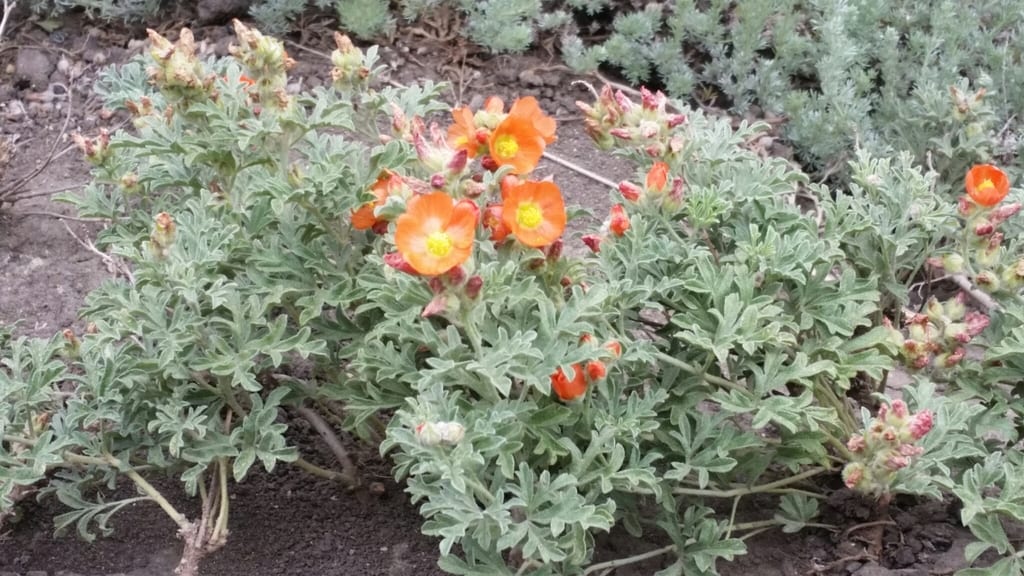 Scarlet globemallow (Sphaeralcea coccinea ssp. coccinea)