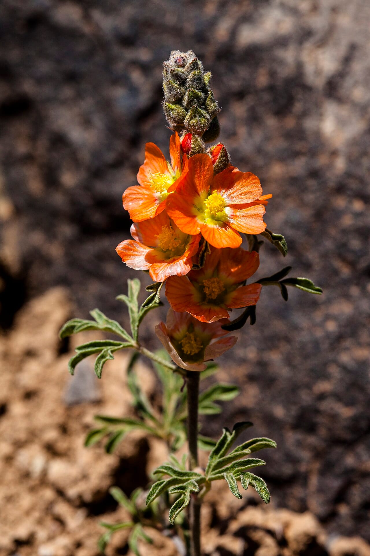 Scarlet globemallow (Sphaeralcea coccinea)