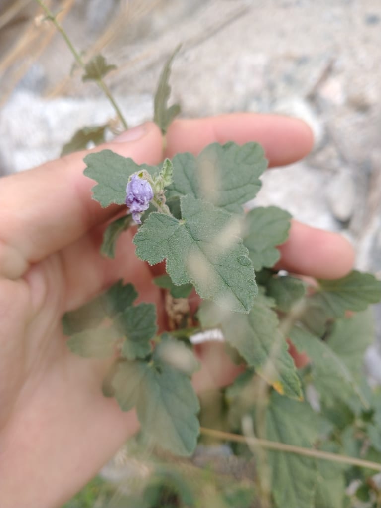 Fendler's globemallow (Sphaeralcea fendleri ssp. fendleri)