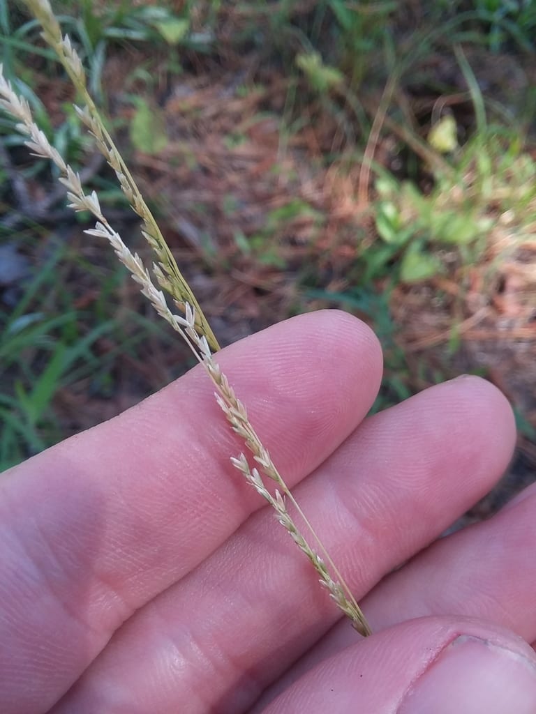 Long-leaf wedgescale (Sphenopholis filiformis)