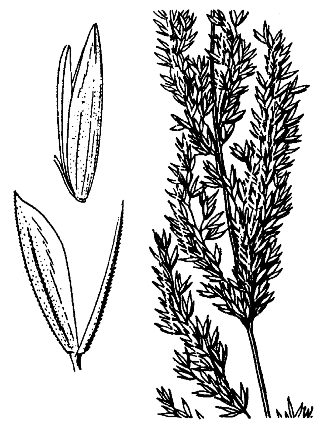 Slender wedgescale (Sphenopholis intermedia)